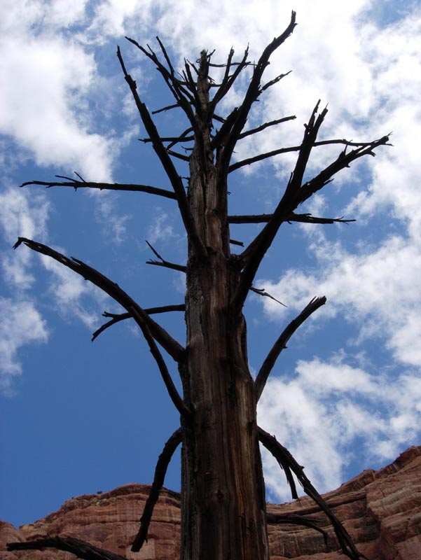 17 Cool Dead Tree