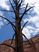 16 Cool Dead Tree